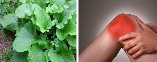 Advantages of burdock for osteoarthritis of the knee joint